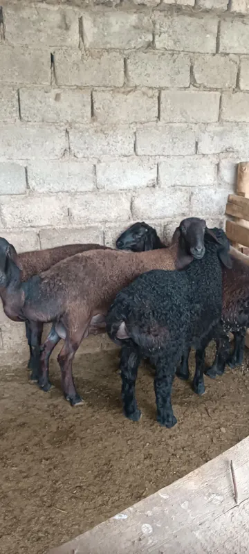 Ona bola Hisori qoʻylar sotiladi — фото 3