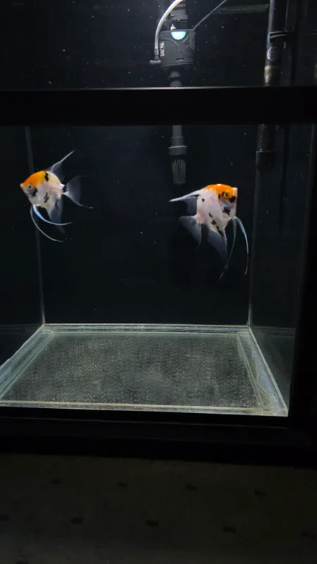 Koi skalariy
