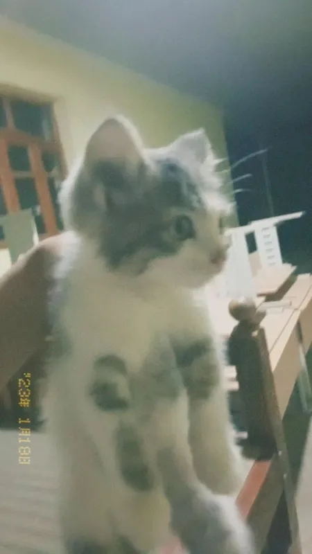 mushukcha