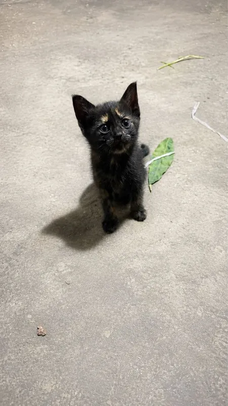 Котенок домашний Котенок домашний