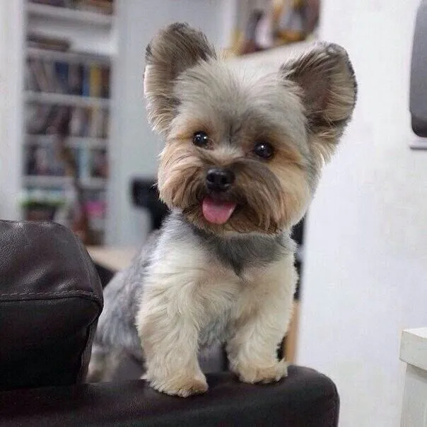 Стрижка собак мелких пород бережно и любовью 🐾✂️ — фото 1