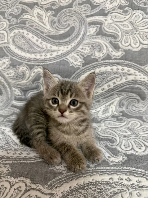 Котенок, отдам в хорошие руки 1