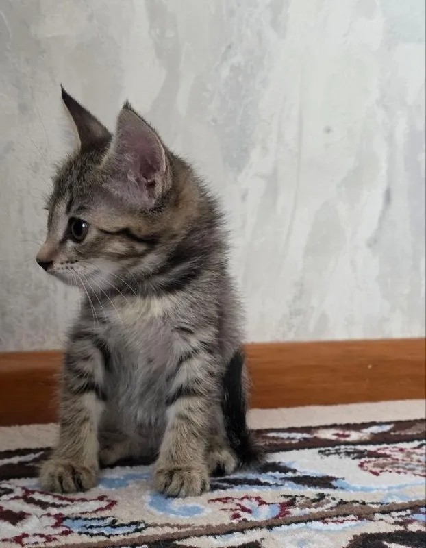 Chiroyli aqlli uy mushuklari hadyaga beriladi 2 oylik o’gil qiz onasi 5 Chiroyli aqlli uy mushuklari hadyaga beriladi 2 oylik o’gil qiz onasi 5