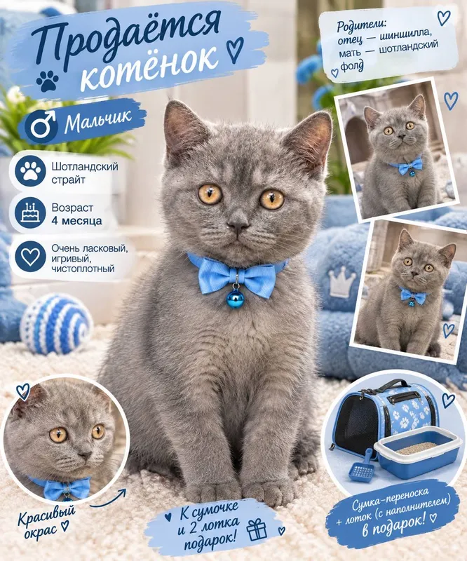 Продаётся породистый котёнок 4