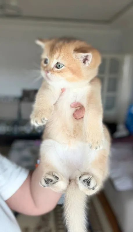 Шотландские котята 1 Шотландские котята 1
