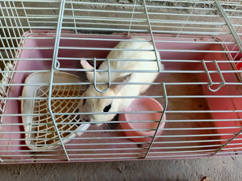 Quyon O'g'il bola