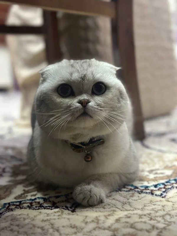 (SOTILMAYDI) Вязка скотиш фолд Серебристая шиншилла .кот НЕ ПРОДАЁТСЯ. 2