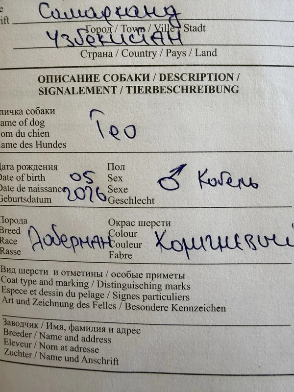 Доберман отдам в хорошие руки Собака — фото 3