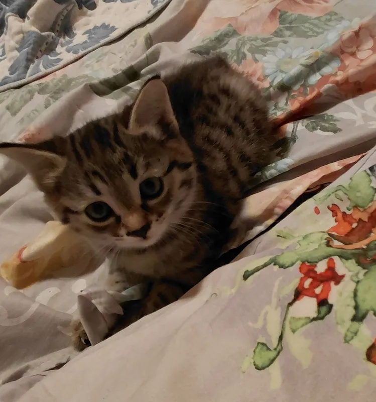 Котенок 2 месяца