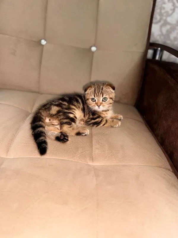 Скоттиш фолд шиншила 2 ярим ойлик