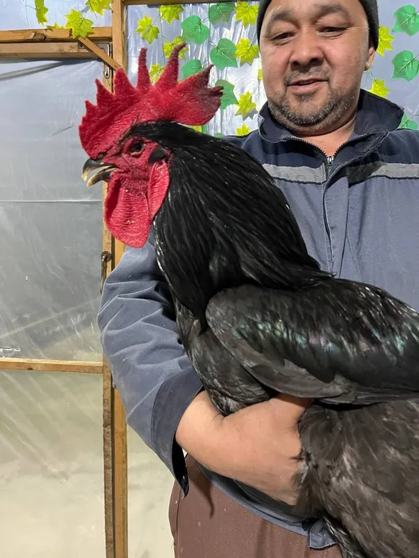 Кора шахзода 100% тозаси тухум ва жожа заказ оламиз