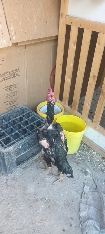 xoroz sotiladi 1