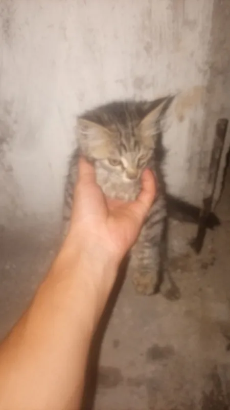 mushuk yaxshi yuvosh mushuk yaxshi yuvosh