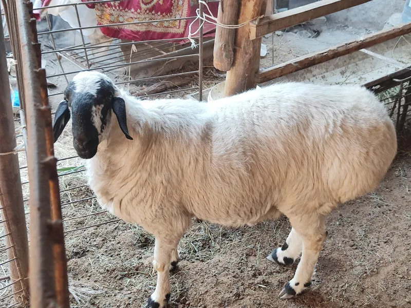 Qo'chqor sotiladi badani semiz zot olishga zo'r 7