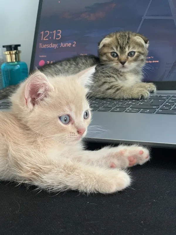 срочно Scottish fold va strait
