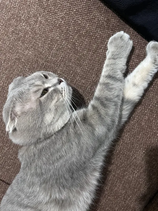 scottish fold — фото 2