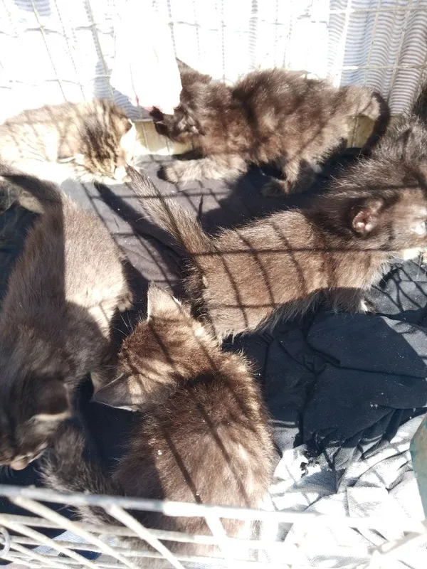 Отдам в хорошие руки котят. Мать приблуда. Принесла 6 котят. Отдам . — фото 6 Отдам в хорошие руки котят. Мать приблуда. Принесла 6 котят. Отдам . — фото 6