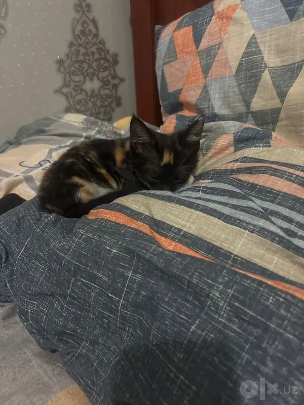 Котёнок в хорошую семью 1 Котёнок в хорошую семью 1