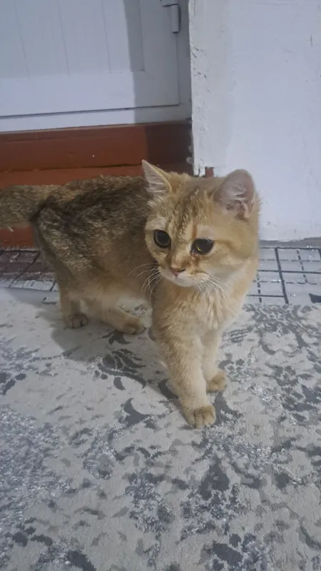 продаётся кошка золотая шиншилла 3