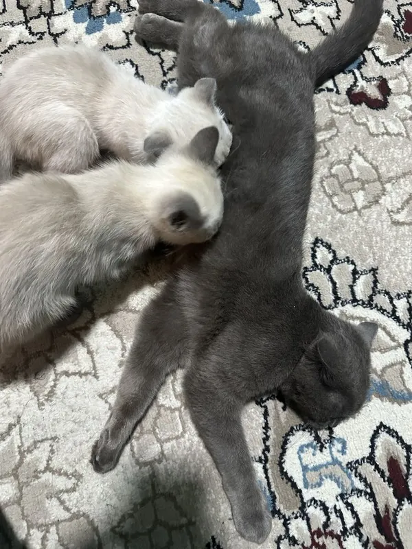 Scottish fold va Scottish Straight mushuklar sotiladi 6 Scottish fold va Scottish Straight mushuklar sotiladi 6