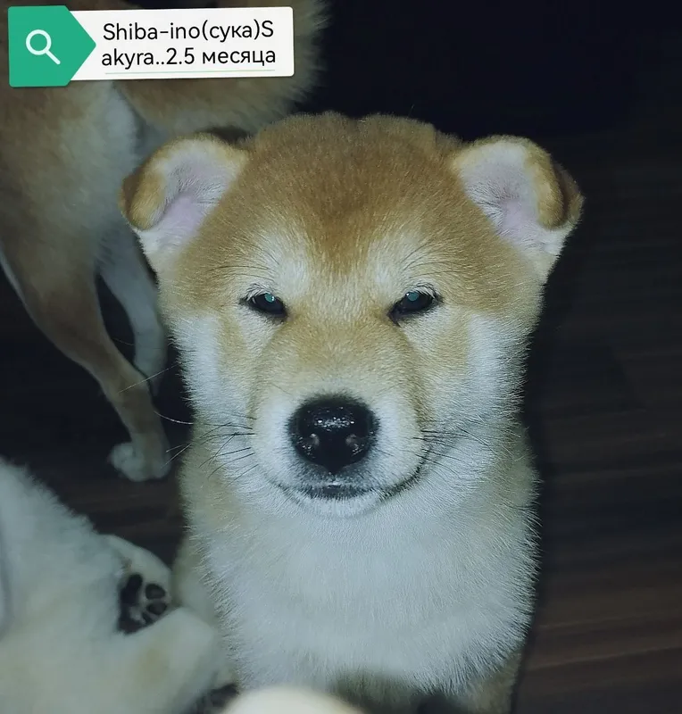 Продаются щенки Сибо-ино "Shiba-ino" — фото 1