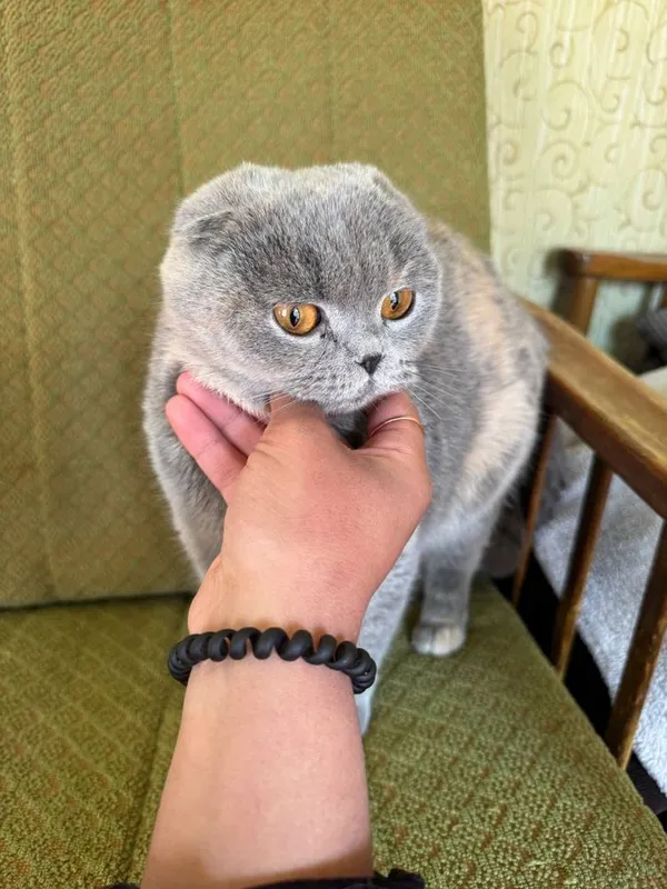 Мушуклар сотилади — фото 2