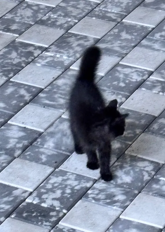 Котенок 6 месяцев 4 Котенок 6 месяцев 4