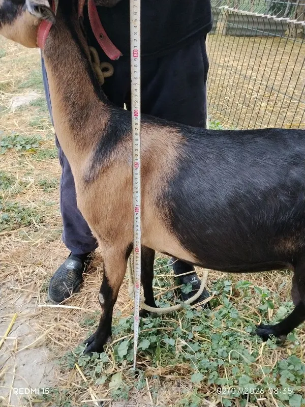 Zotli sutdor echki 4 Zotli sutdor echki 4