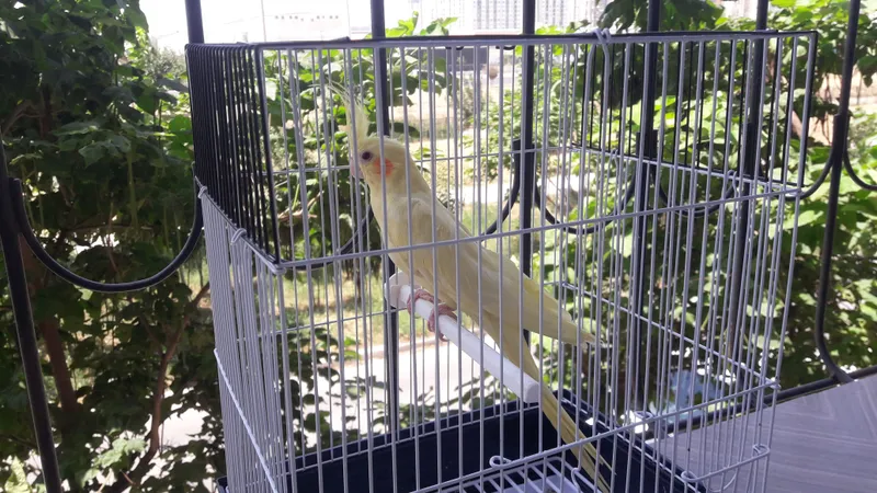 " Korella" qushi sotiladi. Deyarli qolga organgan