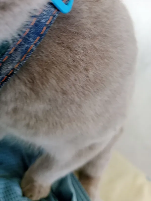 Скоттиш-фолд 3 Скоттиш-фолд 3