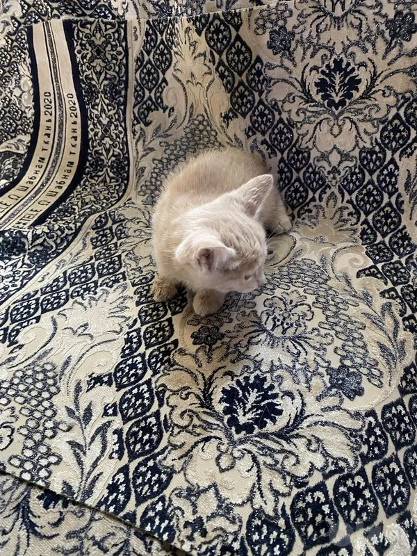 Котята в добрые руки БЕСПЛАТНО 3 Котята в добрые руки БЕСПЛАТНО 3