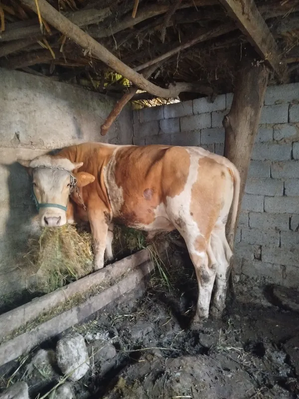 Mol sotilad narx kelishamiz