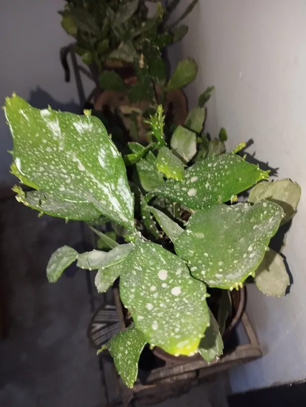 кактус