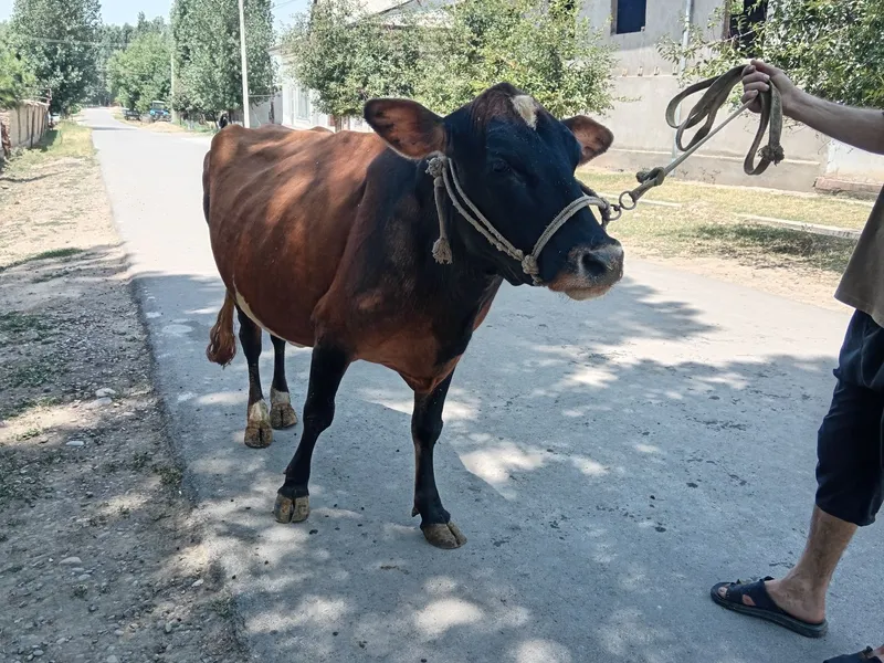 Grenford sigir sotiladi 2 Grenford sigir sotiladi 2