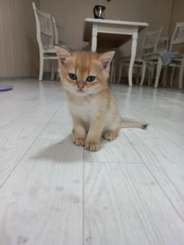 Продаются котятки, золотые и лиловые фолд — фото 2