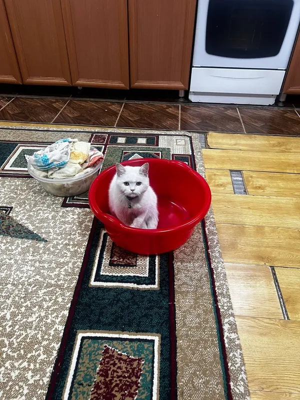 Скотиш страйк годик