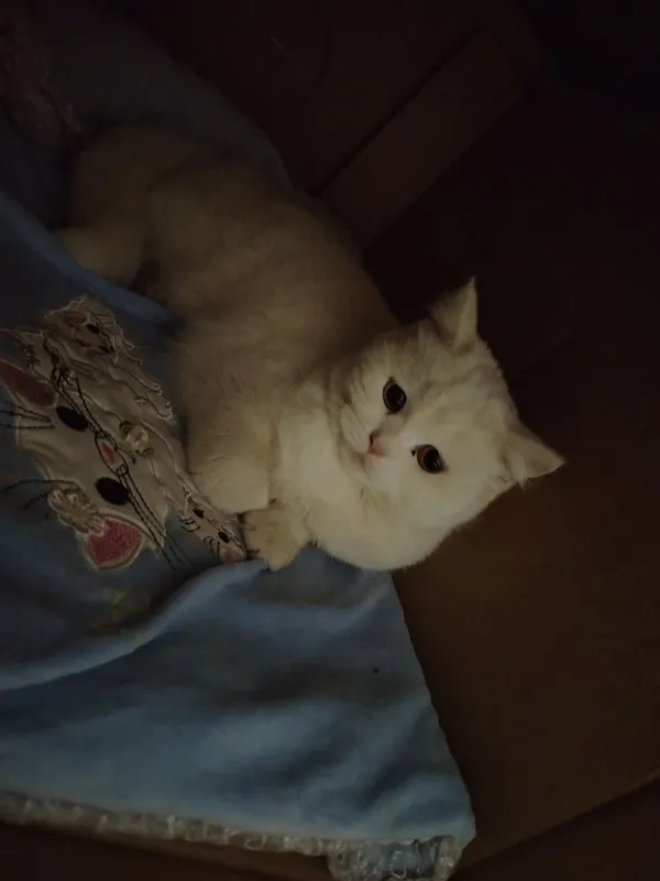 Нашу кошку срочно продаём 2