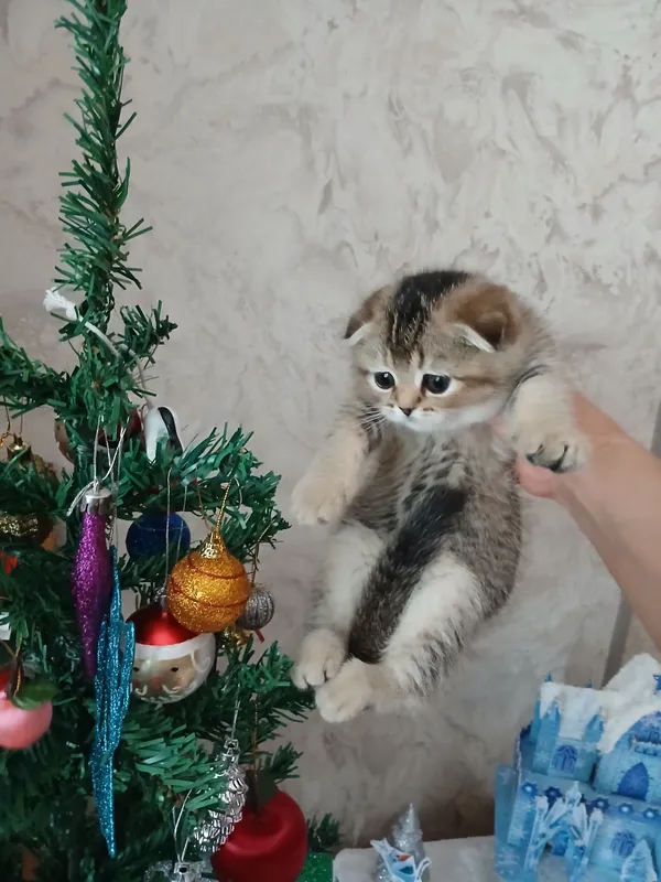 продаю котенка шиншила фолд — фото 2