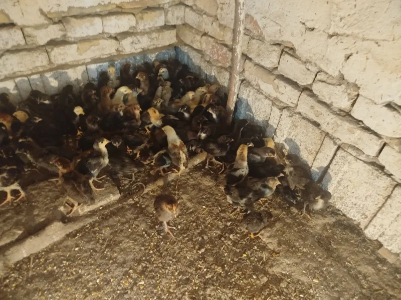 Xonaki 20 kunlik jo'jalar