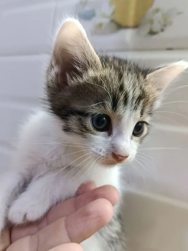 Котята 2 месяца. — фото 2
