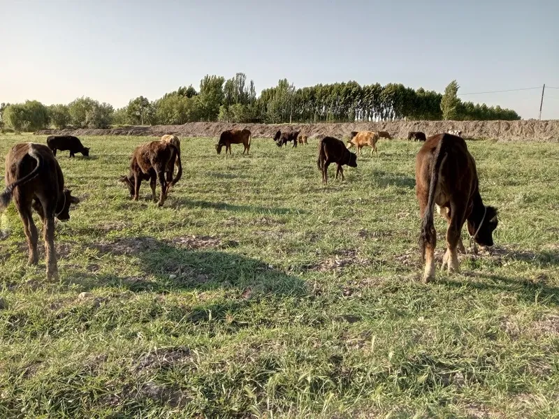 Tadbirkor akalarimizga bosvoradigan joyi