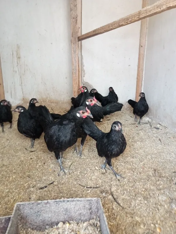 Bentam Sebirak jo'jalari tuxumlari sotuvda — фото 6