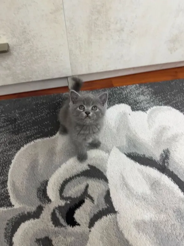 Шотландские котята Скоттиш Фолд и Скоттиш Страйт — фото 1