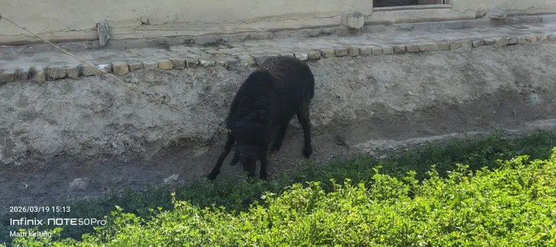 Boqilgan qõchqor sotiladi — фото 3