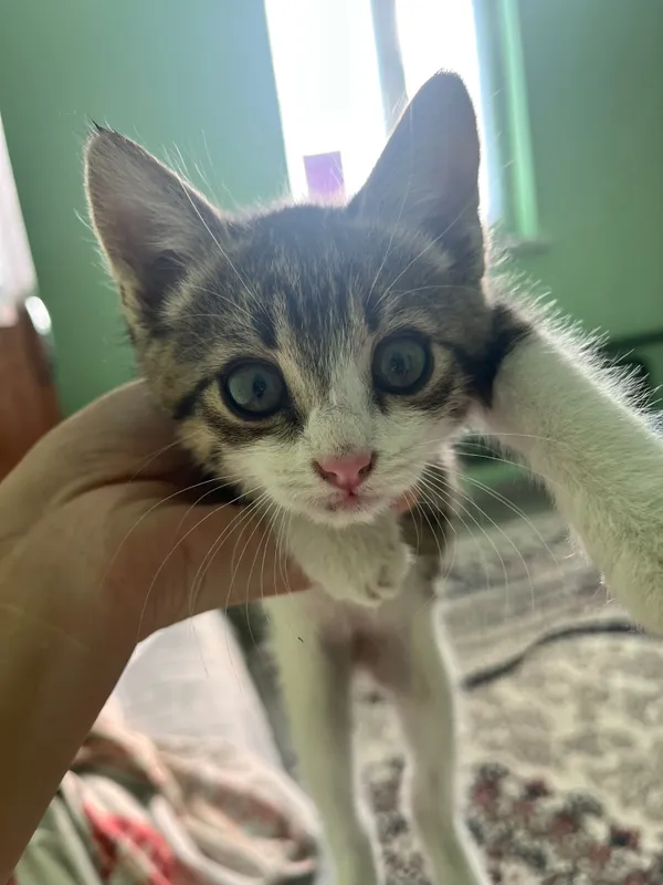 Отдам котенка в добрые руки 1 Отдам котенка в добрые руки 1
