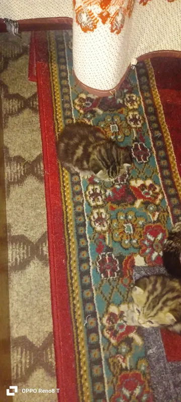 Mushuk bolalari sotiladi.Aqlli,lotok biladi — фото 1