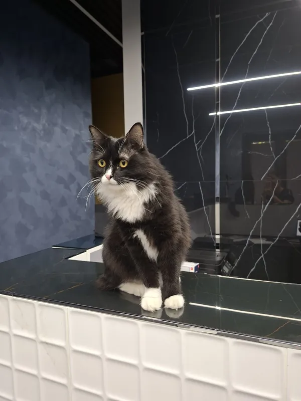 Котик мальчик кастрат 3 Котик мальчик кастрат 3