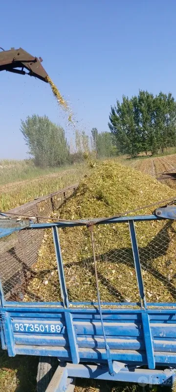 Fargona viloyati Buvayda tumani begabod qishlogi 1 Fargona viloyati Buvayda tumani begabod qishlogi 1