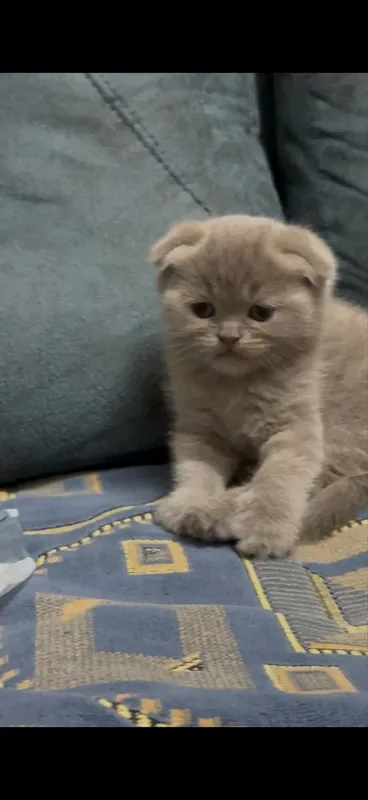 Фолд котенок 1 мес мальчик лиловый 2 Фолд котенок 1 мес мальчик лиловый 2