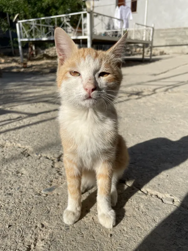 Котёнок 1 Котёнок 1